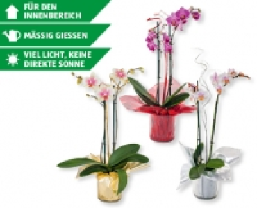 Phalaenopsis Silvester CHF 9.99