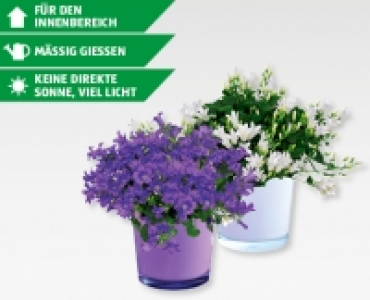 GARDENLINE® Campanula im Glastopf
