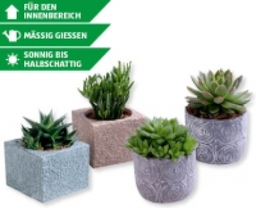 Sukkulenten-Mix CHF 6.99