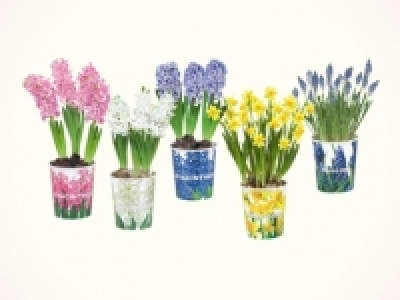 Blumenzwiebeln&nbsp;im&nbsp;Pappbecher