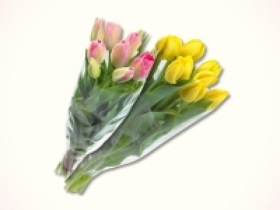 Tulpen CHF 3.99