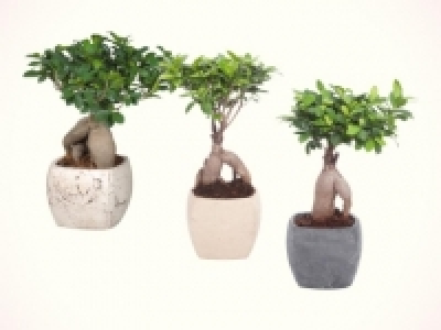 Ficus&nbsp;Ginseng&nbsp;in&nbsp;Viereck-Keramik
