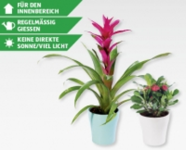 GARDENLINE® Exotische Bluhpflanze
