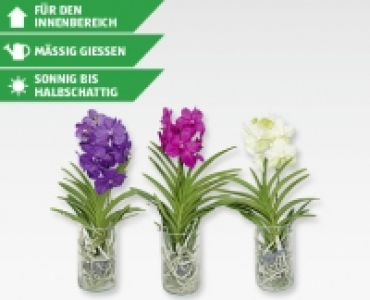 Orchidee Vanda CHF 24.90