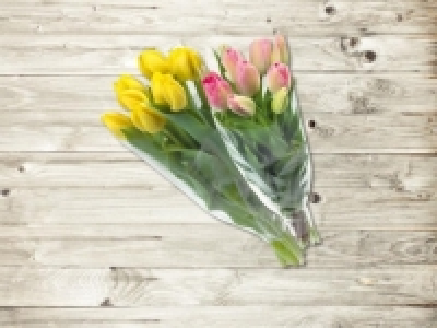 Tulpen (ab 14.1.)