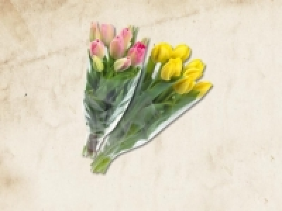 Tulpen (täglich) CHF 3.99