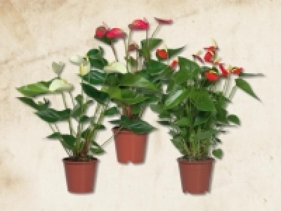 Anthurium Andreanum (ab 25.1.)