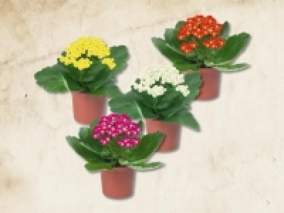 Mini Kalanchoe (ab 21.1.)