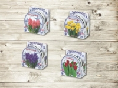 Blumenzwiebeln in Keramikschale (ab 18.1.)