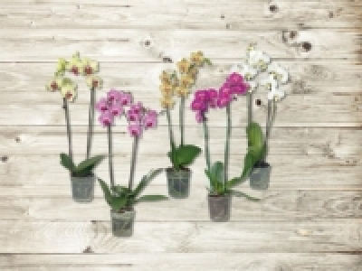 Phalaenopsis 2 Stieler (ab 14.1.)