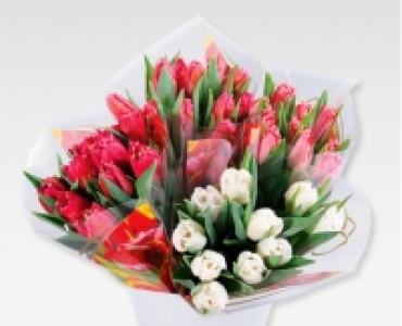 Tulpen CHF 4.99