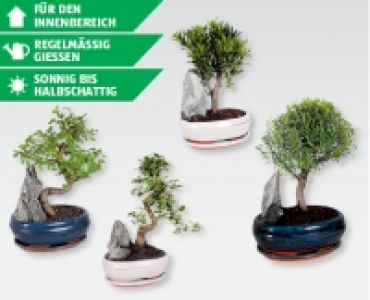 Bonsai-Mix