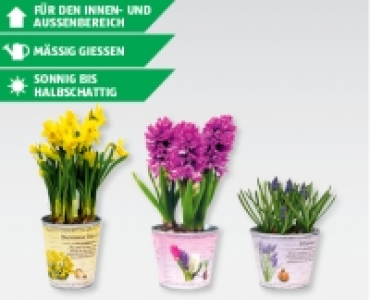 GARDENLINE® Zwiebelpflanzen