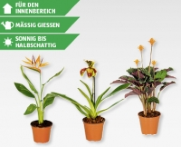 GARDENLINE® Blühpflanzen-Rarität