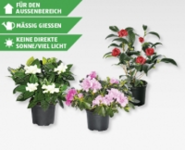 GARDENLINE® Blühmix exklusiv
