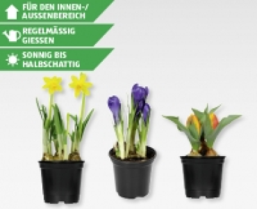 Blumenzwiebel-Mix