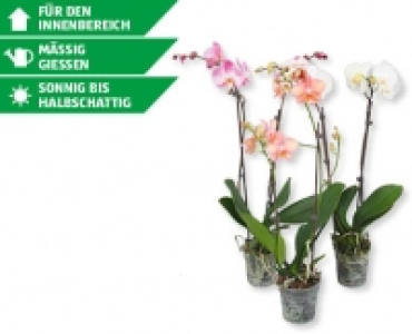 Phalaenopsis