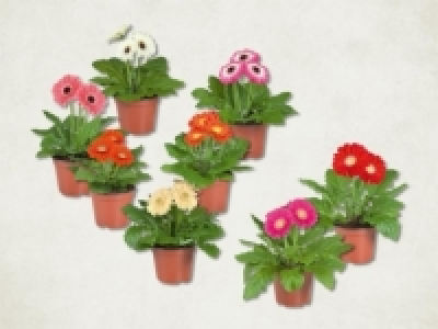 Gerbera-Mix (ab 4.2.)