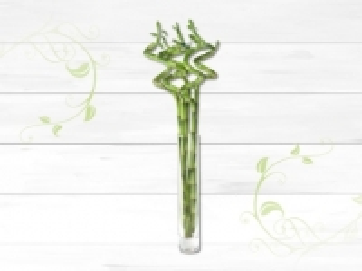 Glücksbambus-Spirale (ab 28.1.)