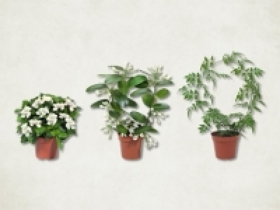 Jasminum, Stephanotis-Bogen und Gardenia Busch (ab 8.2.)