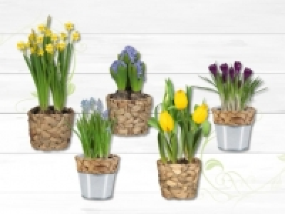 Blumenzwiebeln im Wassergrastopf (ab 28.1.)