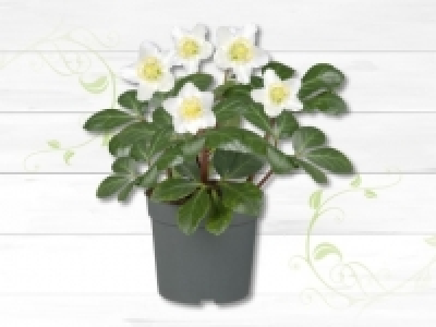 Christrose (Helleborus Niger) (ab 28.1.)