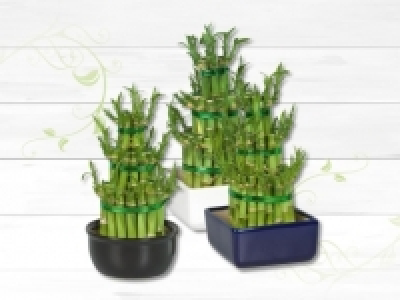 Gl&uuml;cksbambus in Keramik (ab 1.2.)