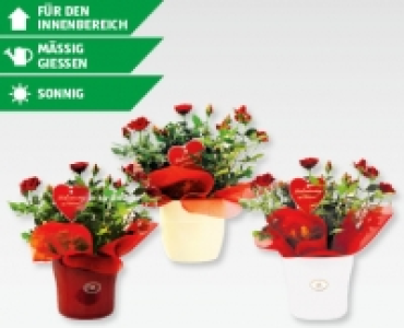Rosa kordana in Keramik