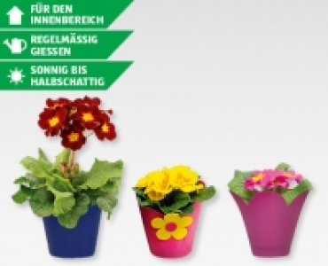 GARDENLINE® Primeln CHF 1.99