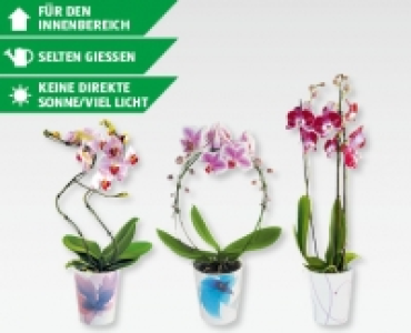 GARDENLINE® Orchideen in Keramik mit SWAROVSKI ELEMENTS