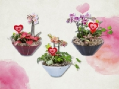 Mini Phalaenopsis in Glasschale (ab 4.2.) CHF&nbsp;11.99