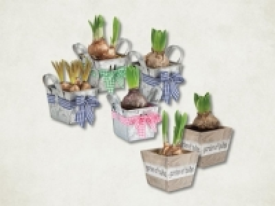 Blumenzwiebeln im Zink- oder Holztopf (ab 4.2.) CHF 1.99
