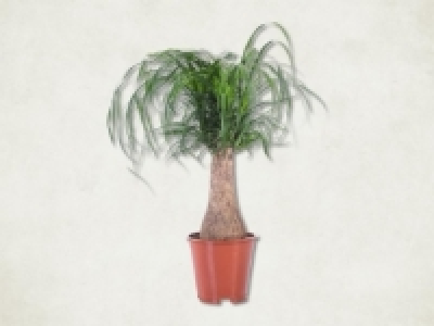 Elefantenfuss (ab 4.2.) CHF&nbsp;11.99