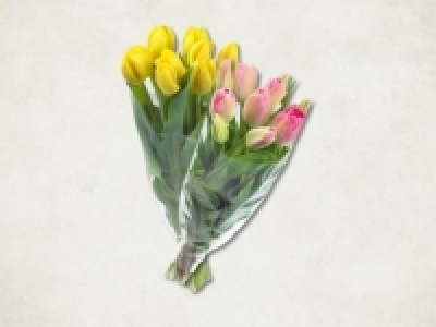 Tulpen (täglich) CHF 3.99