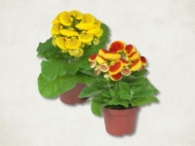 Pantoffelblume (ab 4.2.) CHF&nbsp;1.99