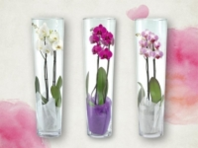 Phalaenopsis 2 Trieber im Glas (ab 11.2) CHF&nbsp;19.99