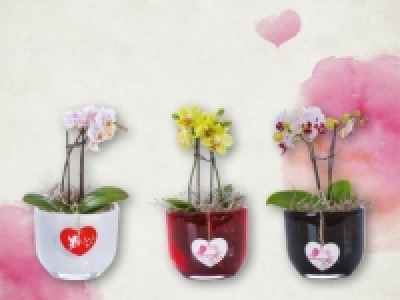 Mini Phalaenopsis im Glas (ab 11.2) CHF&nbsp;8.99