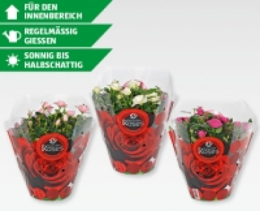 Rosen CHF 9.99