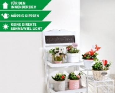 GARDENLINE&reg;Bepflanztes Arrangement