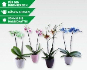 Phalaenopsis-Raritäten CHF 19.99