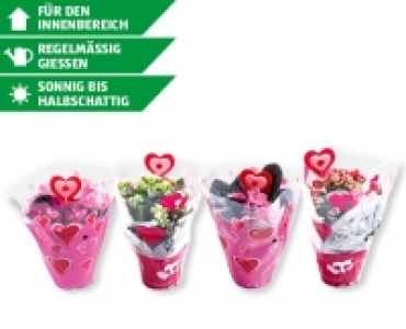 Kalandiva/Usambaraveilchen CHF 2.49