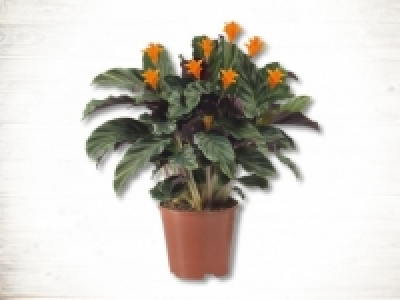 Calathea Crocata (ab 18.2.)