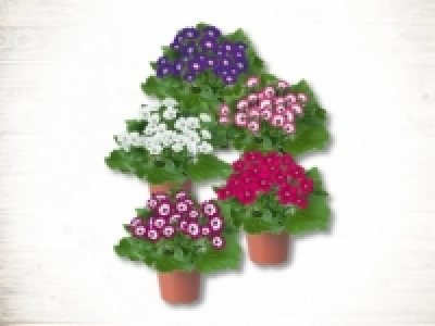 Fr&uuml;hlingscinnerarie (ab 18.2.)