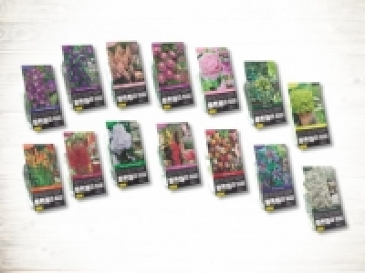 Winterharte Stauden (Knolle) (ab 22.2.)