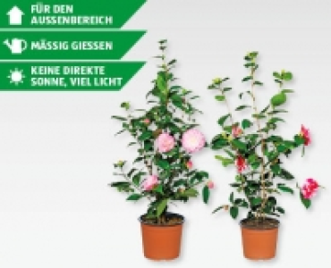 GARDENLINE® Kamelie CHF 14.99