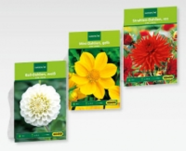 GARDENLINE® Blumenzwiebeln