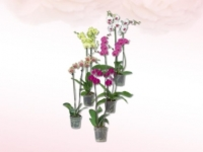 Phalaenopsis 2 Stieler (ab 25.2.) CHF&nbsp;7.99