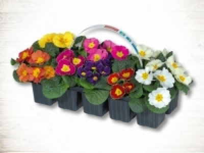 Primula Acaulis Mix (ab 18.2.) CHF&nbsp;3.49