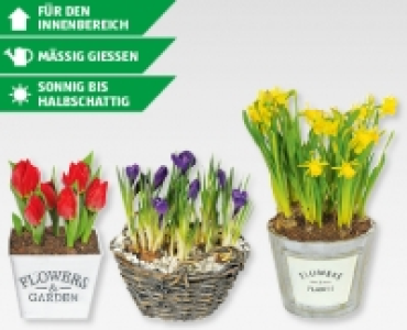 Aldi Suisse  Blumenzwiebeln