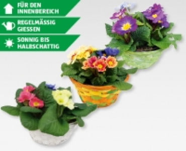 GARDENLINE® Primeln